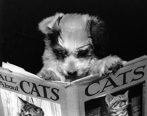 Dog reading All About Cats