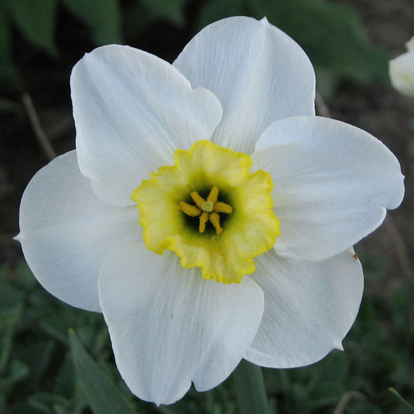 Narcissus, variety Vernal Prince