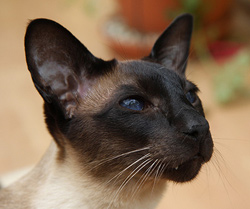 The Siamese is a mischievous looking cat