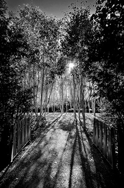 Silver birches black and white image