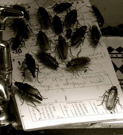 Kafkaesque cockroaches crawling across a page. Now that is noir.