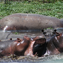 Hippos in Africa, photo by Peggy Ehrhart
