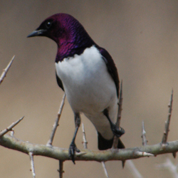 Violet Backed Starling in Africa, photo by Peggy Ehrhart