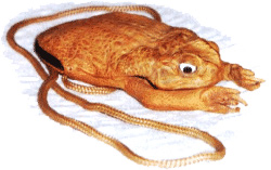 Toad purse