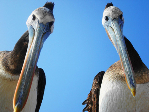 Pelicans glaring down at something