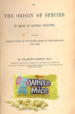 Darwin and White Mice candy