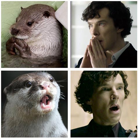 Benedict Cumberbatch and otters share remarkable similarities...