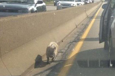 Piggie on the Parkway