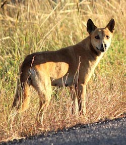 Dingo from Australia’s Northern Territory