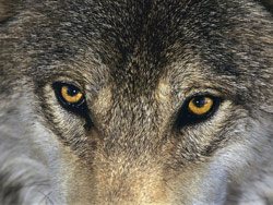 When the eyes of a wolf are upon you...