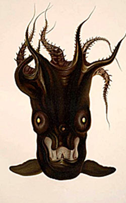 A face only a Vampire Squid mother could love?