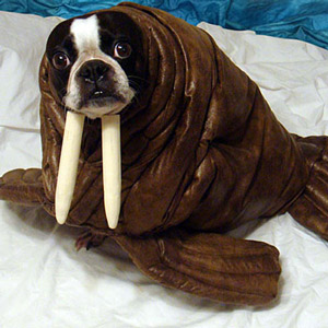 Echo in a walrus Halloween costume by Kristin Kittle