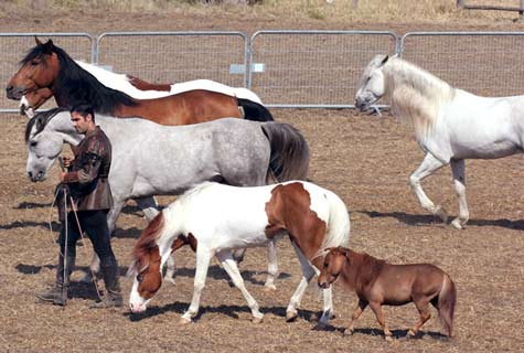 Charly, trainer Bartolo Messina, and his herd