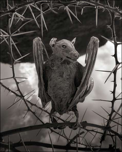 Calcified Bat--Copyright Nick Brandt 2013, Courtesy of Hasted Kraeutler Gallery, NY
