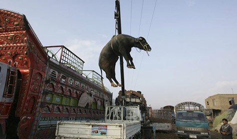 A cow is lifted from a truck at a livestock market in Kabul, Afghanistan
