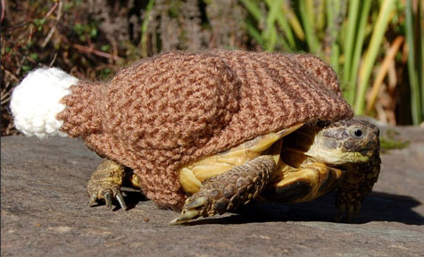 The tortoise cozy artistry of knitter and animal rescuer Katie Bradley