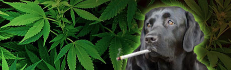 Dog smoking a joint